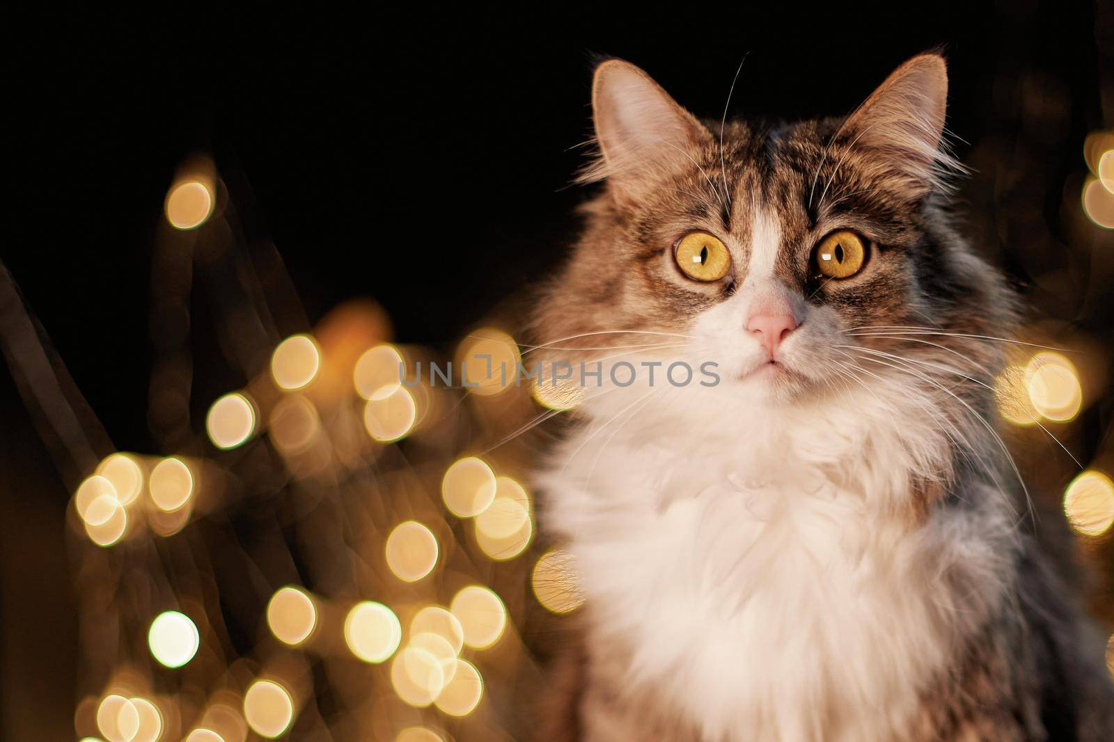 close-up. cat and boxes with gifts on the background of Christmas lights .