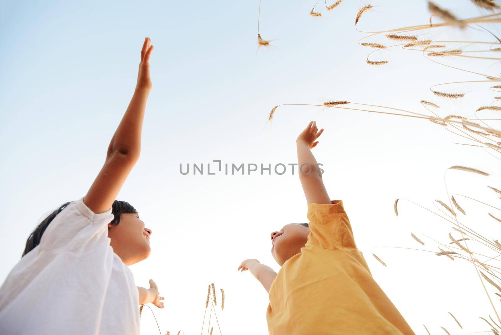 Two little boys at wheat field together
