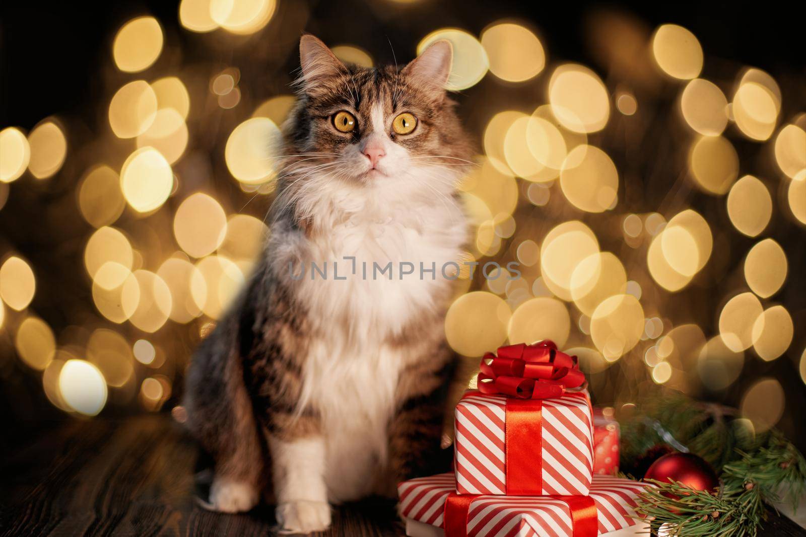 close-up. cat and boxes with gifts on the background of Christmas lights .