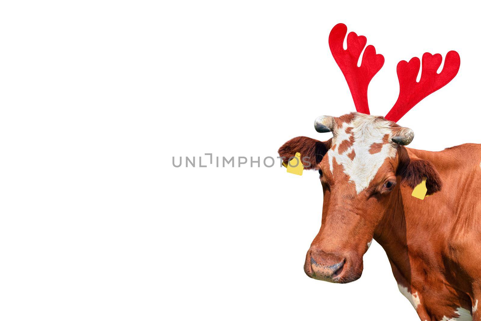 Christmas funny red and white spotted cow isolated on white background. Cow portrait in Christmas Reindeer Antlers Headband