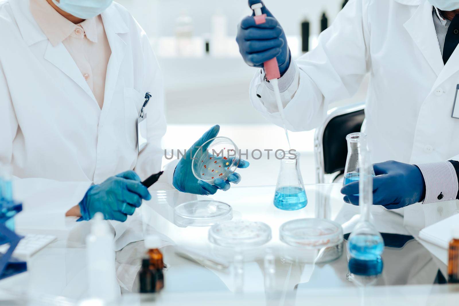 close up. Microbiology scientists examining bacteria in a Petri dish. science and health.