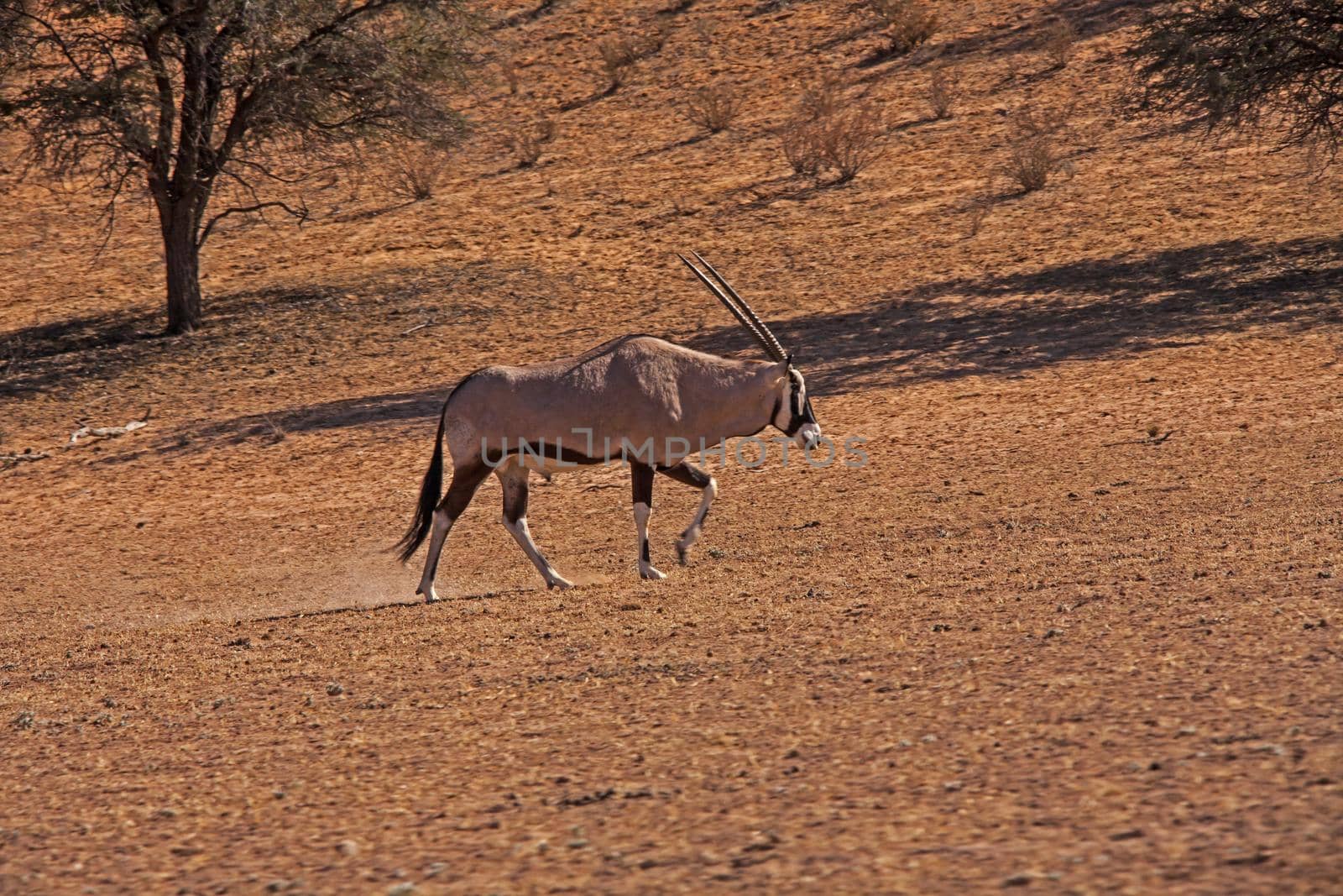 Oryx Oryx gazella on a Kalahari mission 4757 by kobus_peche