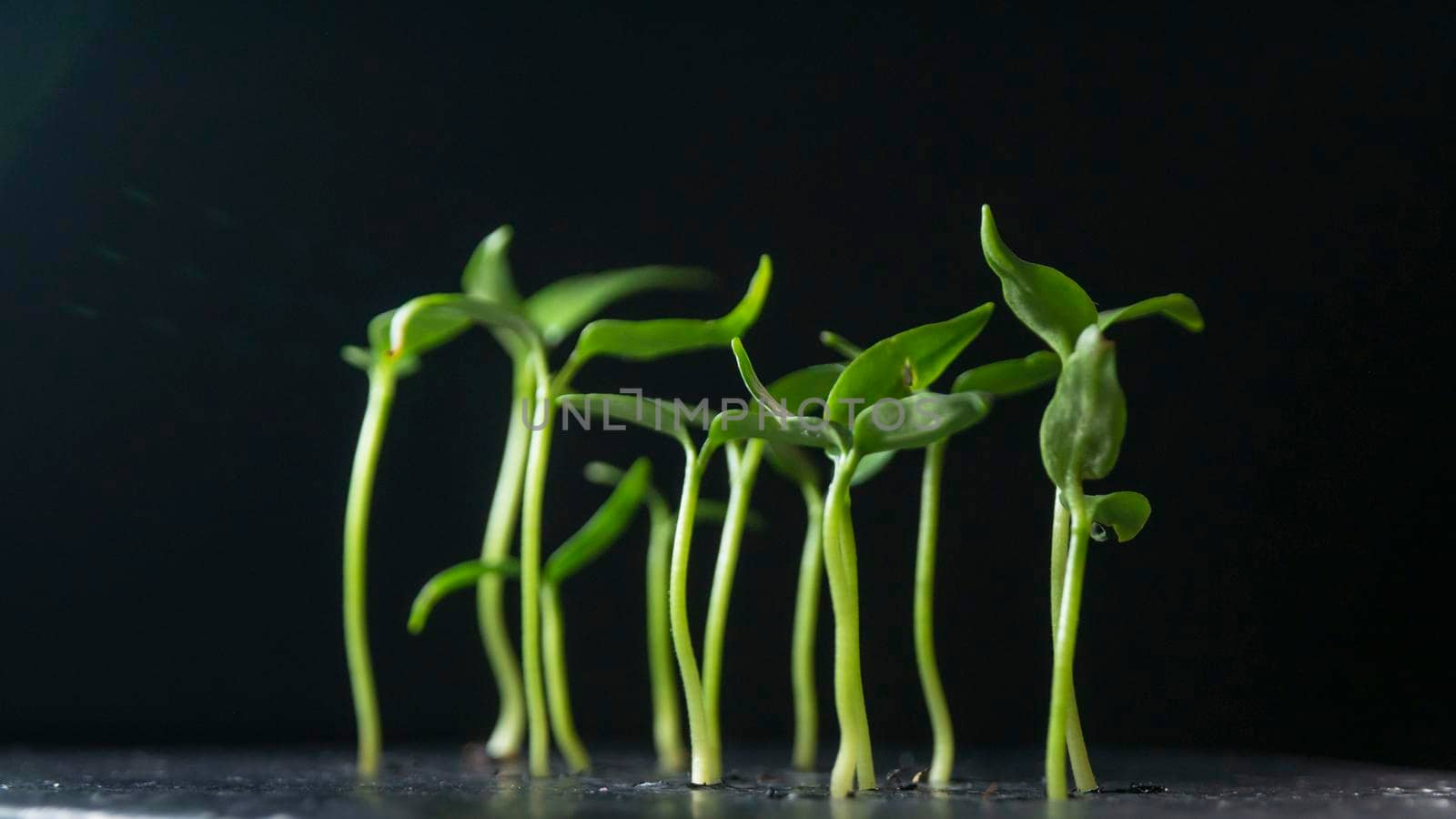 Growing plants on dark background