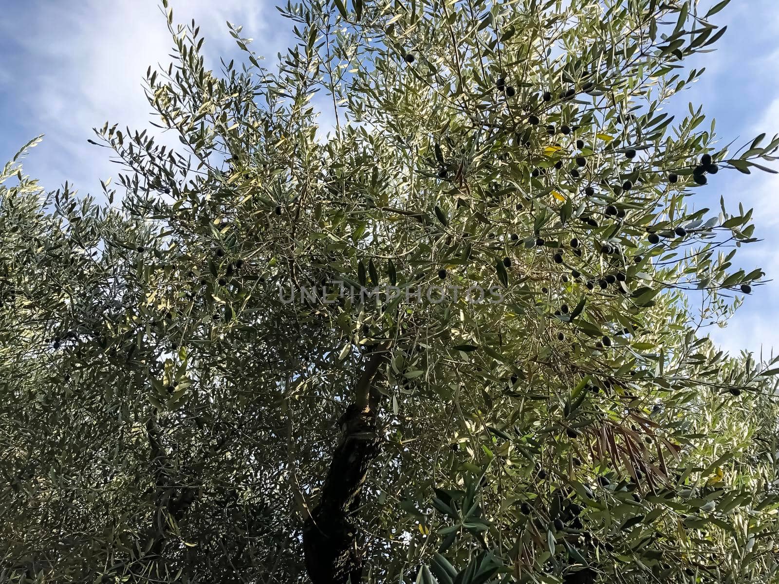 Green olives hanging on tree - stock photo. High quality photo