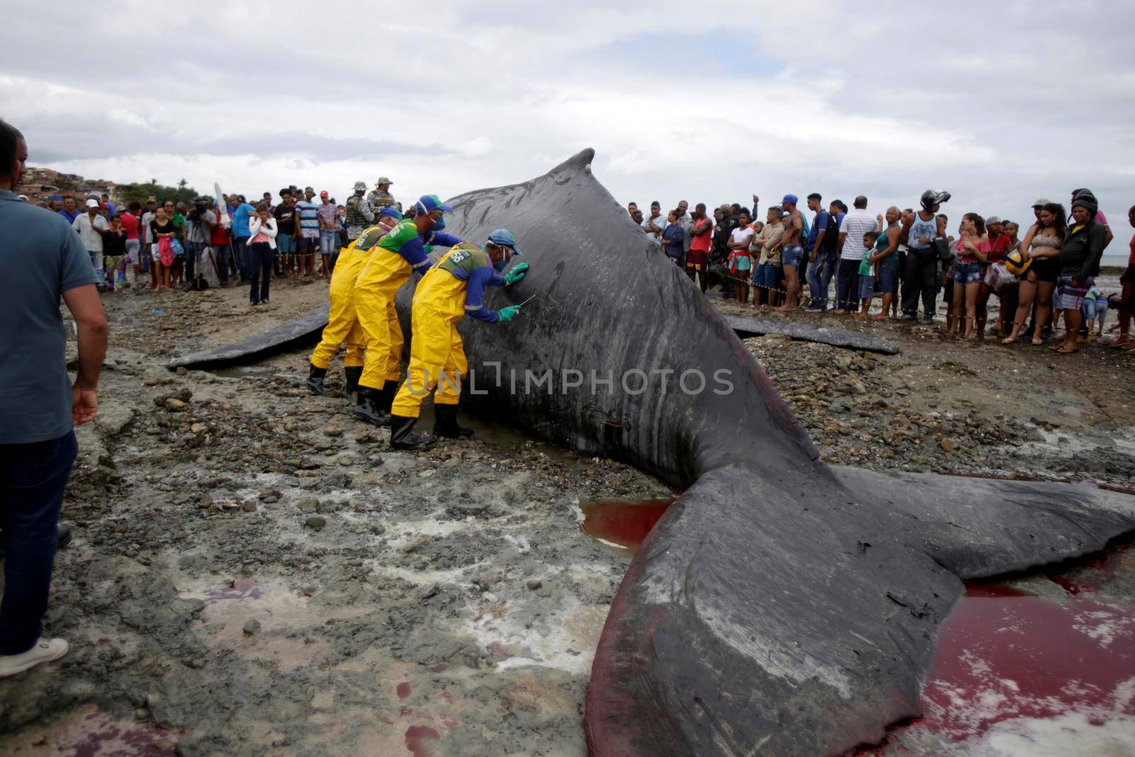 salvador, bahia, brazil - august 30, 2019: humpback whale - Megaptera novaeangliae - dies while running aground on the beach in Coutos in the city of Salvador.