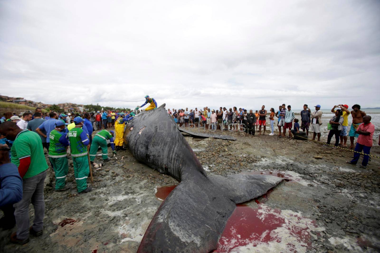 salvador, bahia, brazil - august 30, 2019: humpback whale - Megaptera novaeangliae - dies while running aground on the beach in Coutos in the city of Salvador.