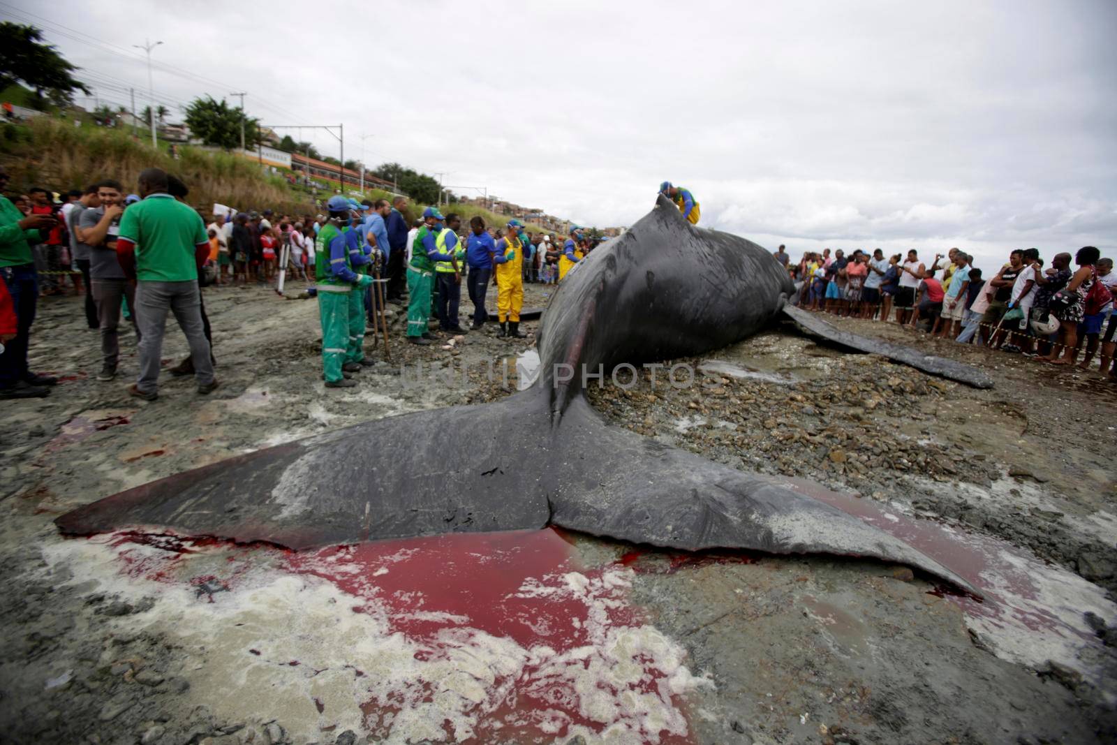 salvador, bahia, brazil - august 30, 2019: humpback whale - Megaptera novaeangliae - dies while running aground on the beach in Coutos in the city of Salvador.