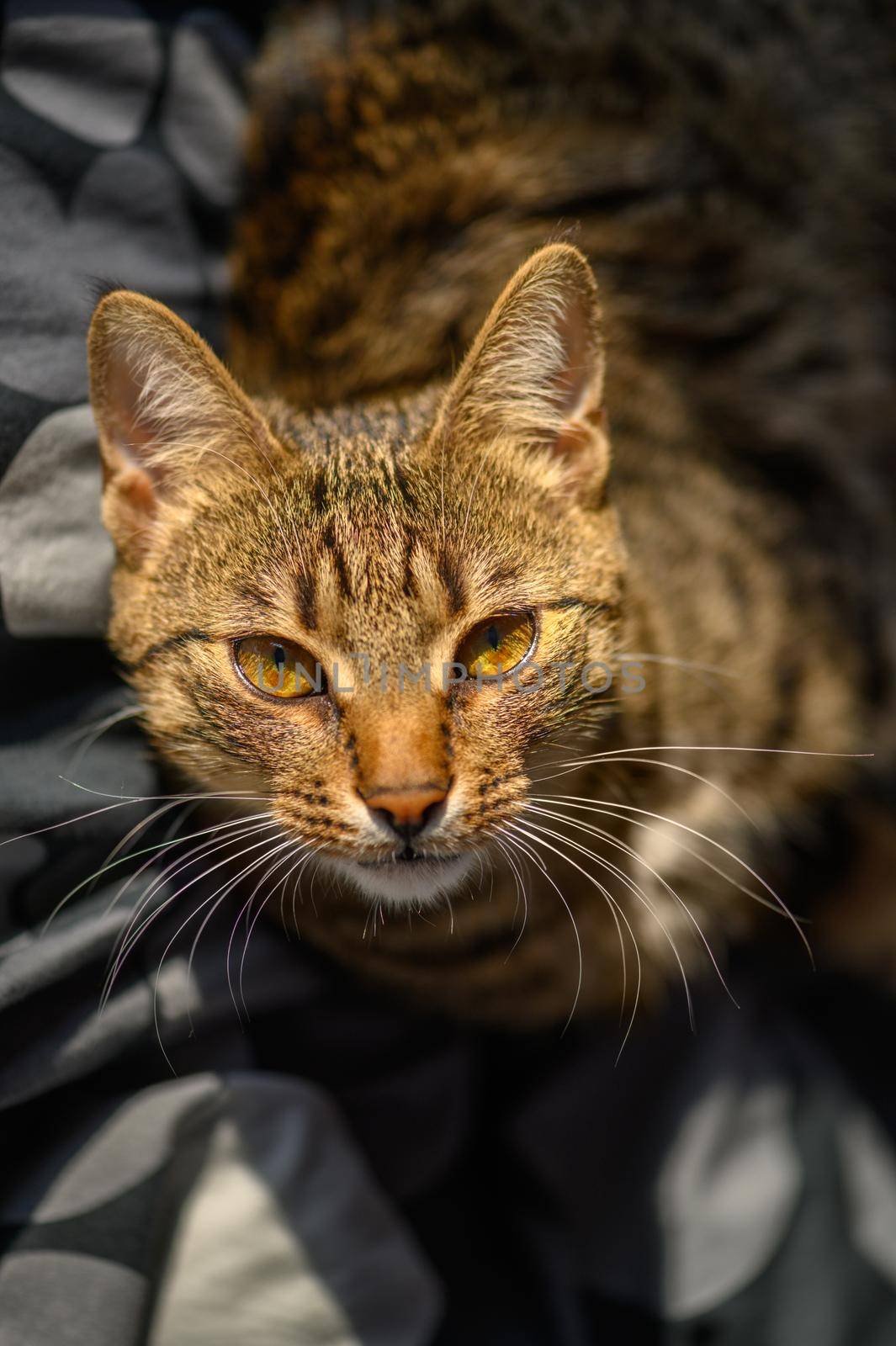 Portrait of young european shorthair cat by starush