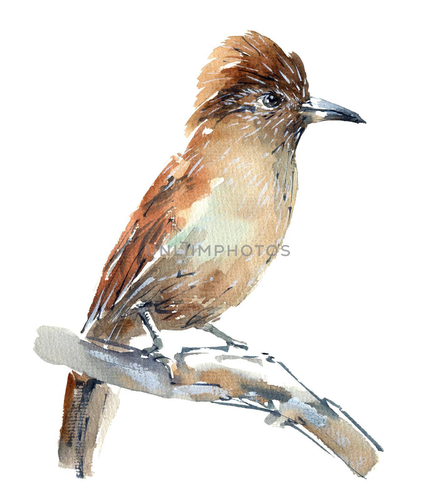 Watercolor illustration of exotic bird perched on a tree trunk. Isolated sketch of animal on white background.