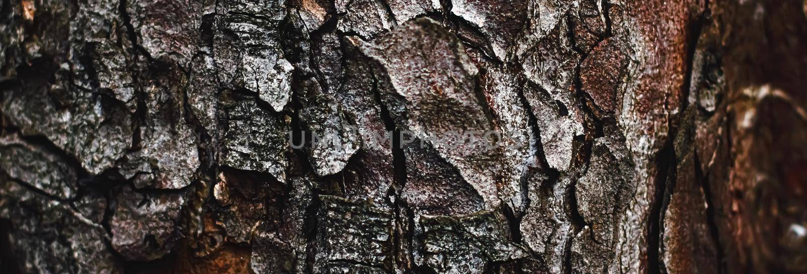 Natural wood, tree texture as wooden background, environment and nature closeup