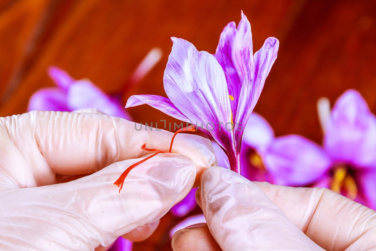 The process of separating the saffron strands from the rest of the flower. Preparing saffron threads for drying before using in cooking, cosmetology or medicine.