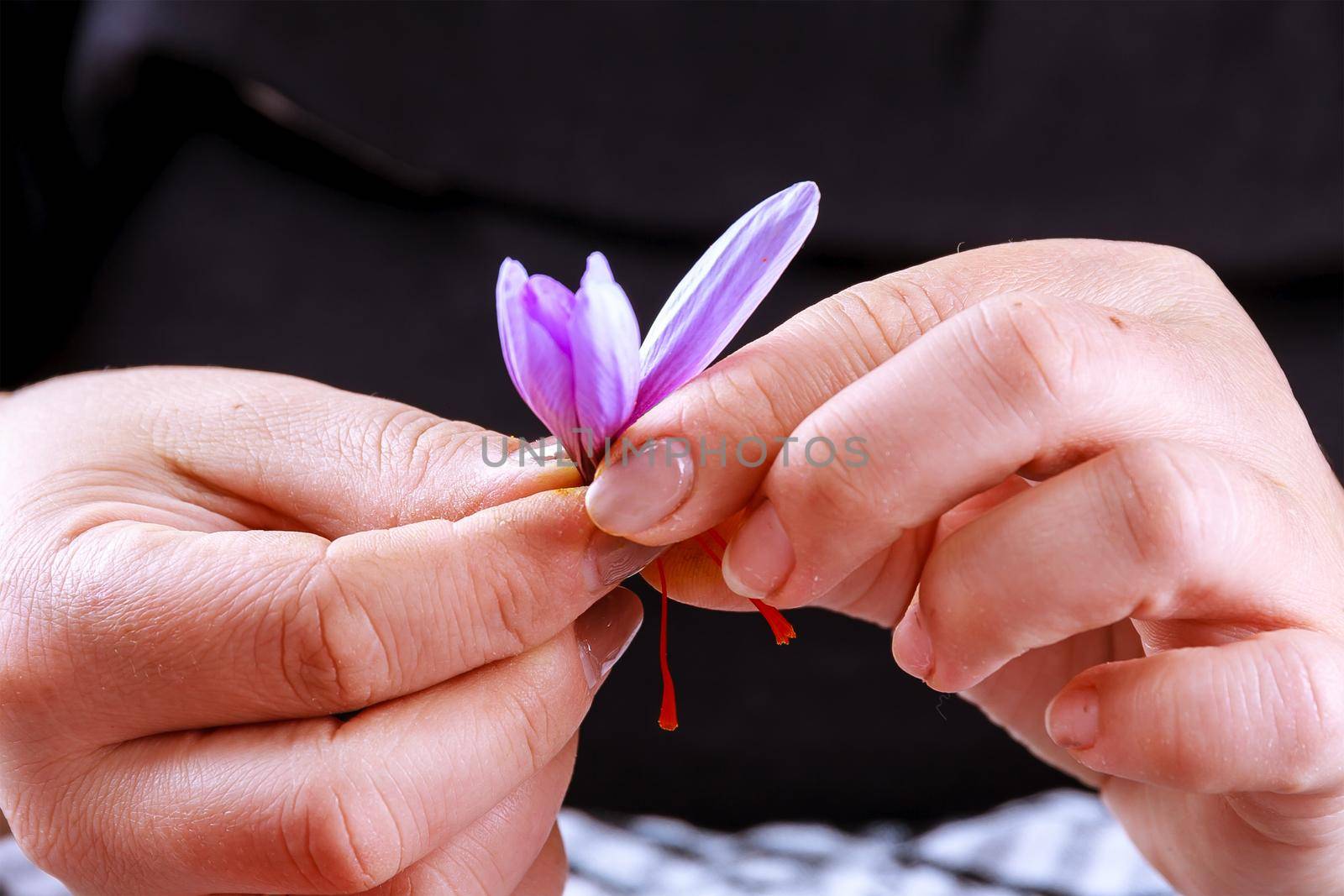 The process of separating the saffron strands from the rest of the flower. Preparing saffron threads for drying before using in cooking, cosmetology or medicine.