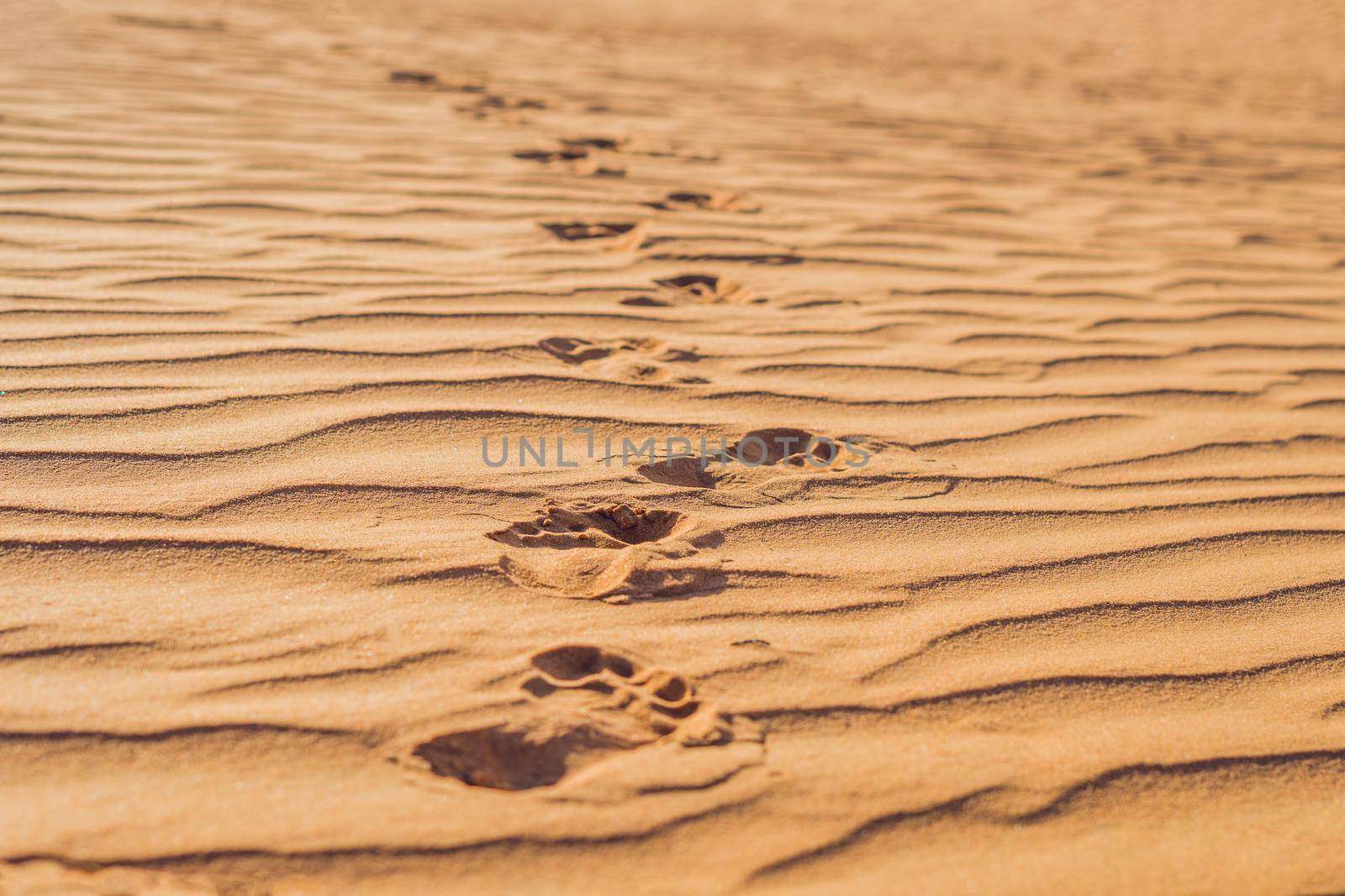 Footprints in the sand in the red desert at Sunrise by galitskaya