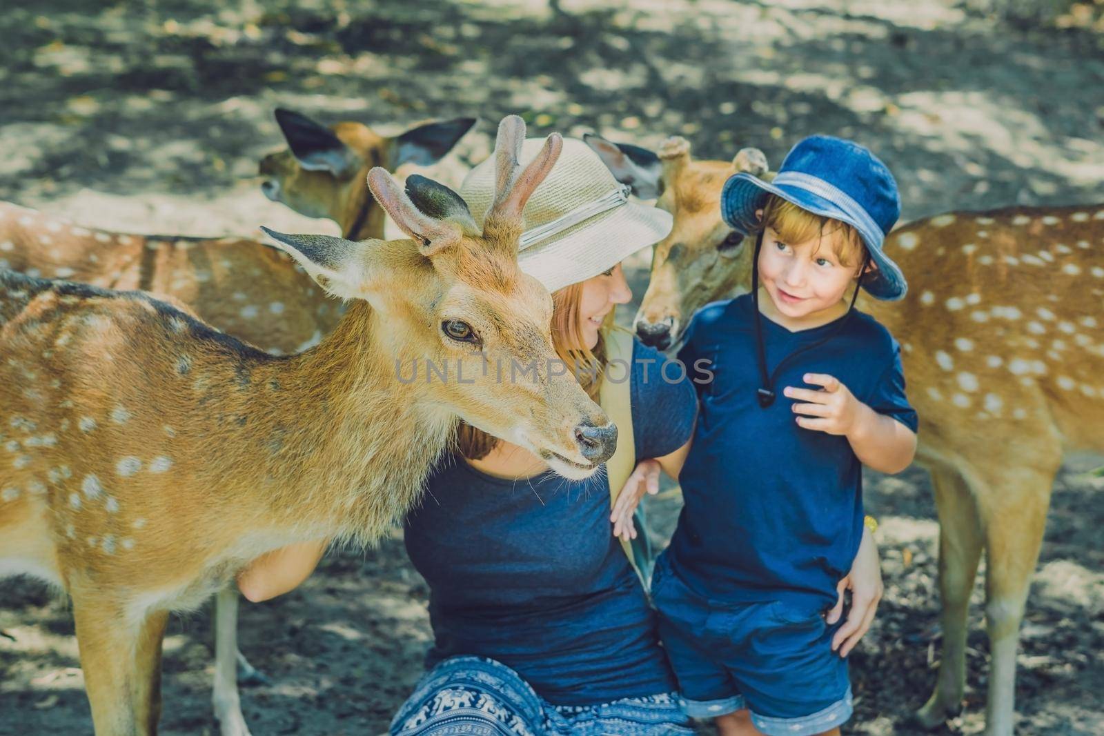 Mother and son feeding beautiful deer from hands in a tropical Zoo by galitskaya