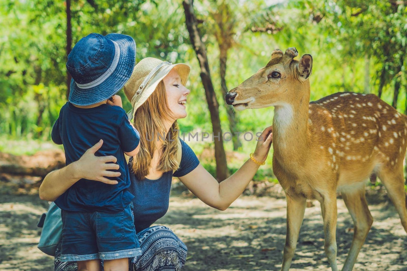 Mother and son feeding beautiful deer from hands in a tropical Zoo by galitskaya