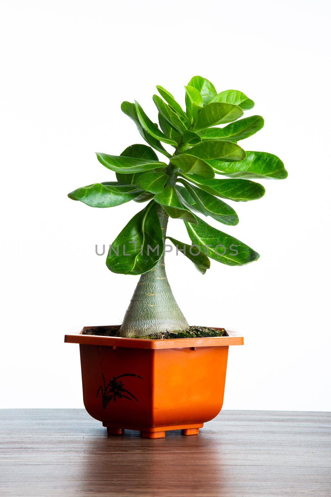 A pot of Adenium Plant on white background