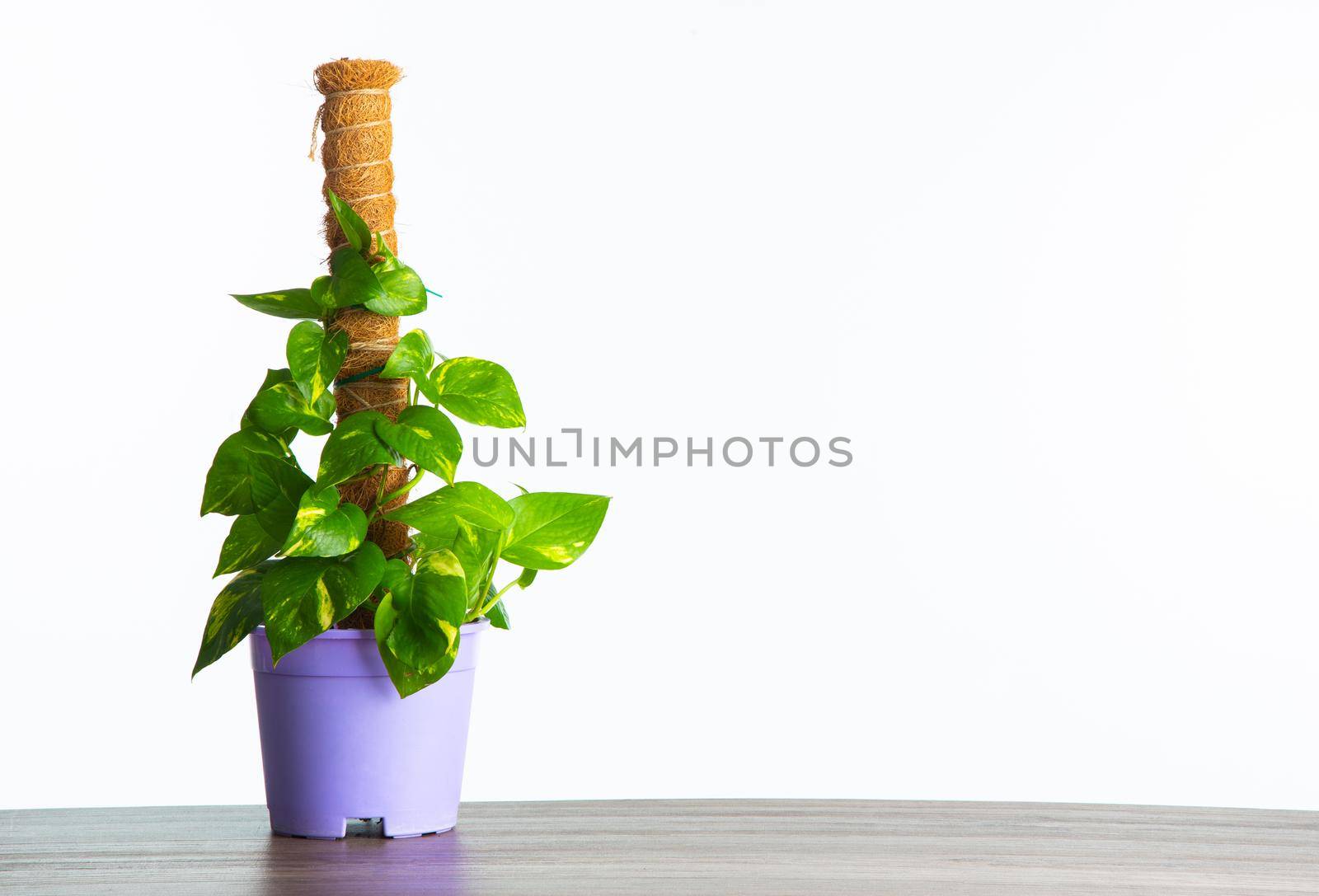 a pot of Golden Pothos plant isolated on white background