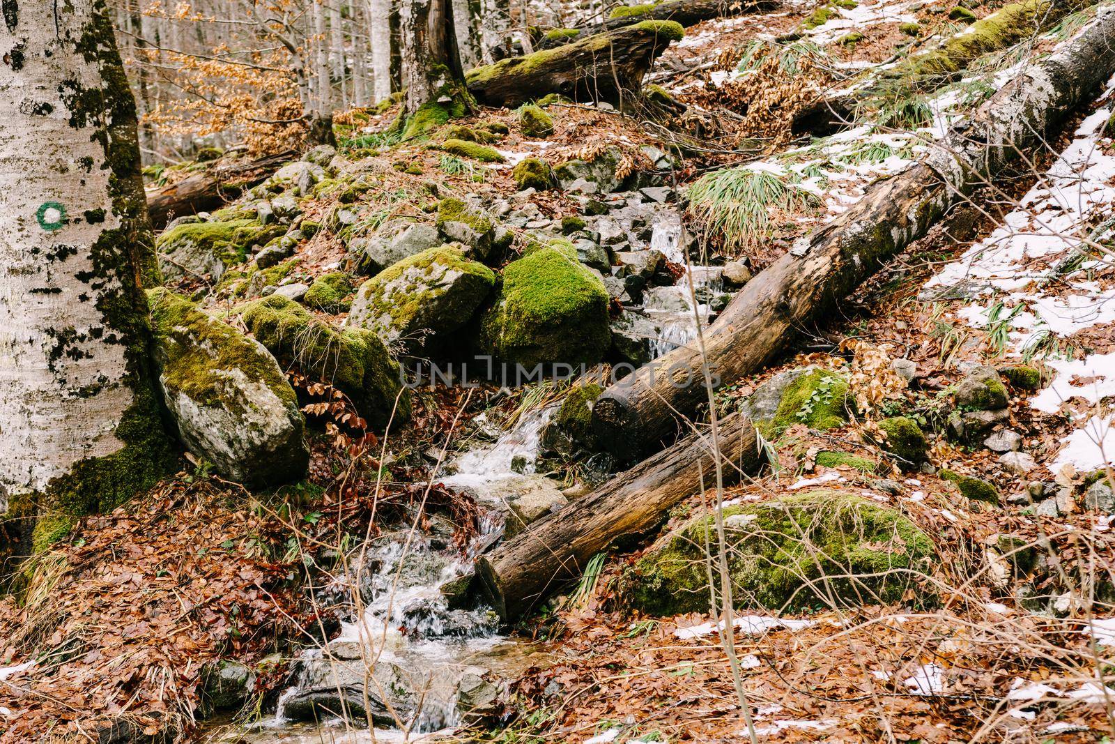 Stream of water runs down a hill in the Biogradska Gora park. Montenegro. High quality photo