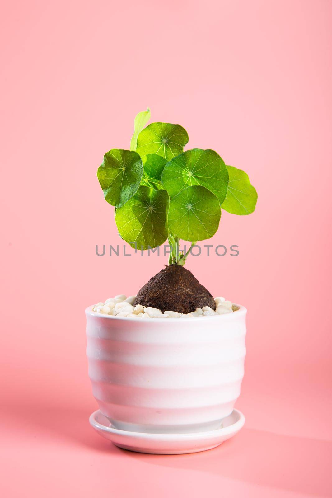 Close up of a Stephania Erecta Plant on pink background