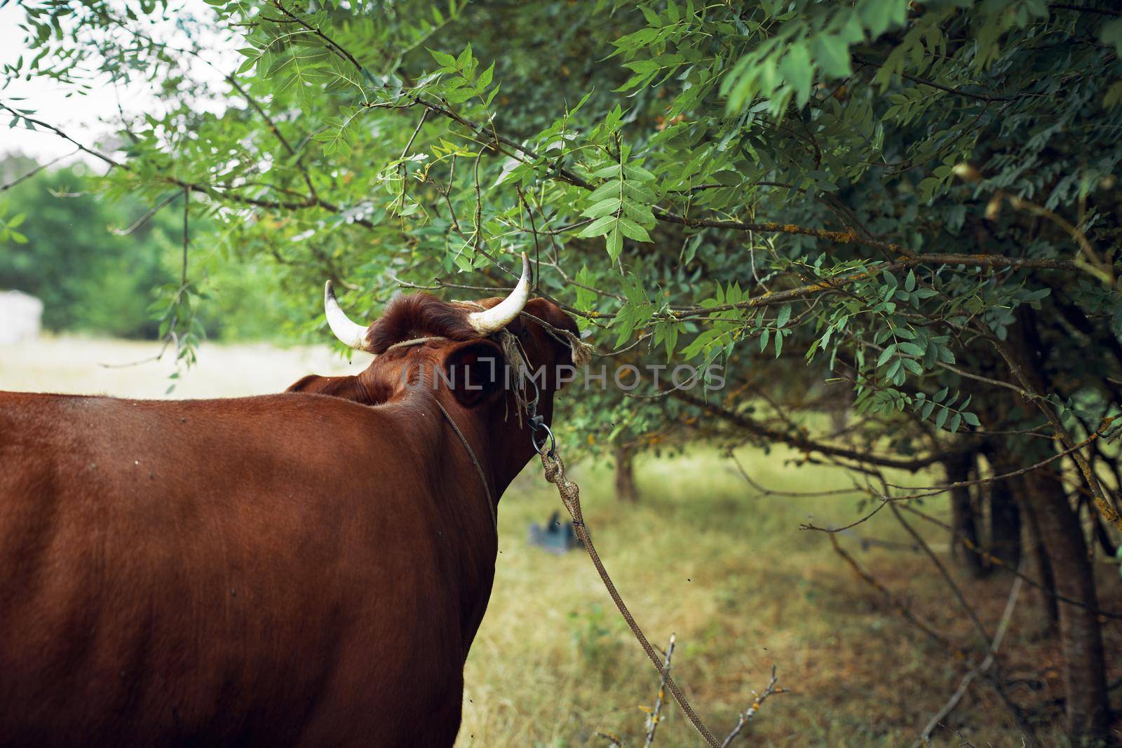 animals mammals grazing farm cow nature agriculture by Vichizh