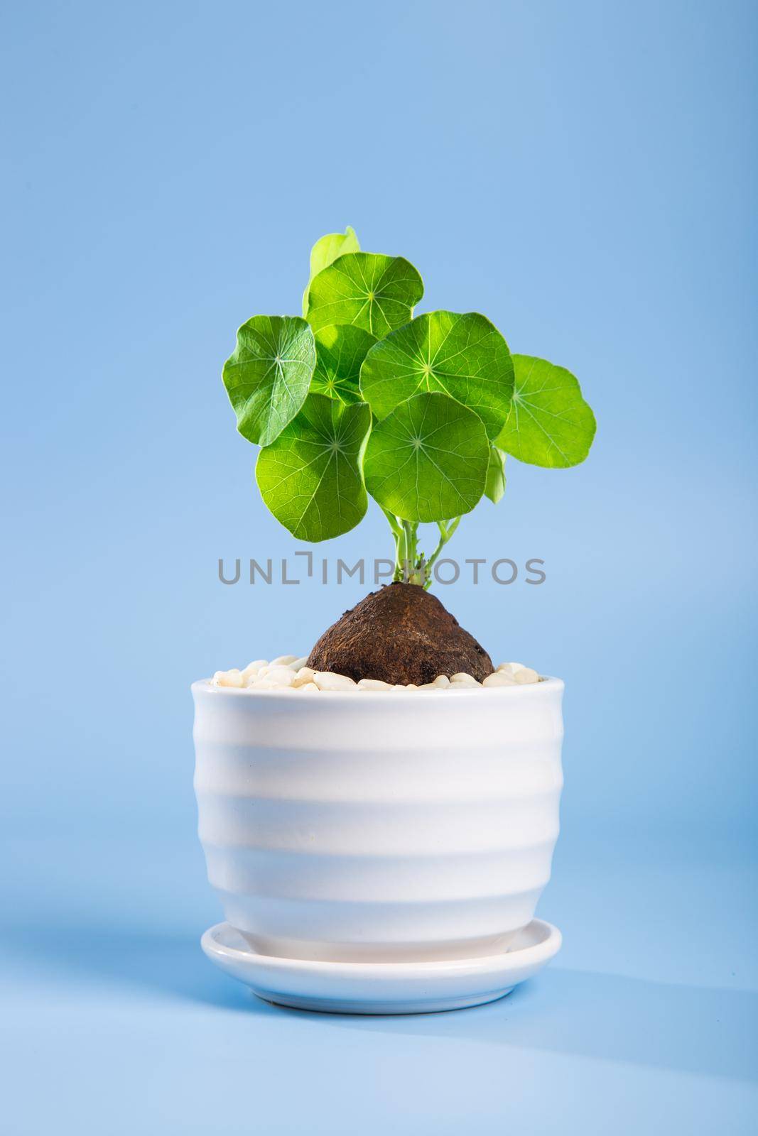 Close up of a Stephania Erecta Plant on blue background