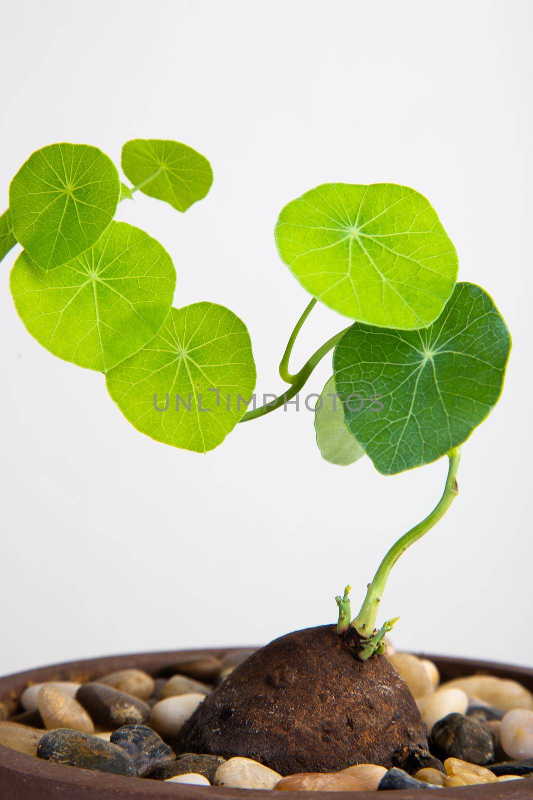 Close up of a Stephania Erecta Plant on white background