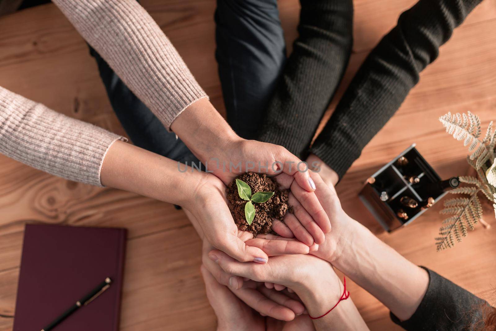 Group of business hands holding a fresh young sprout. Symbol of growing and green business