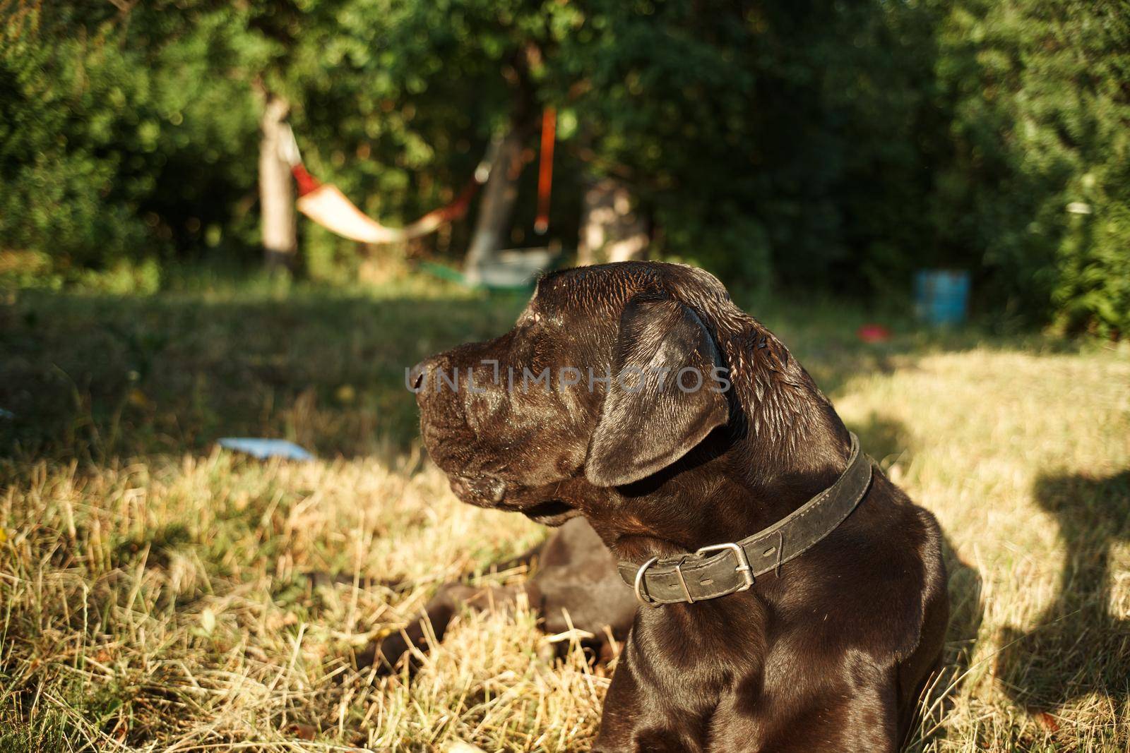 large purebred black dog outdoors in the field pets. High quality photo