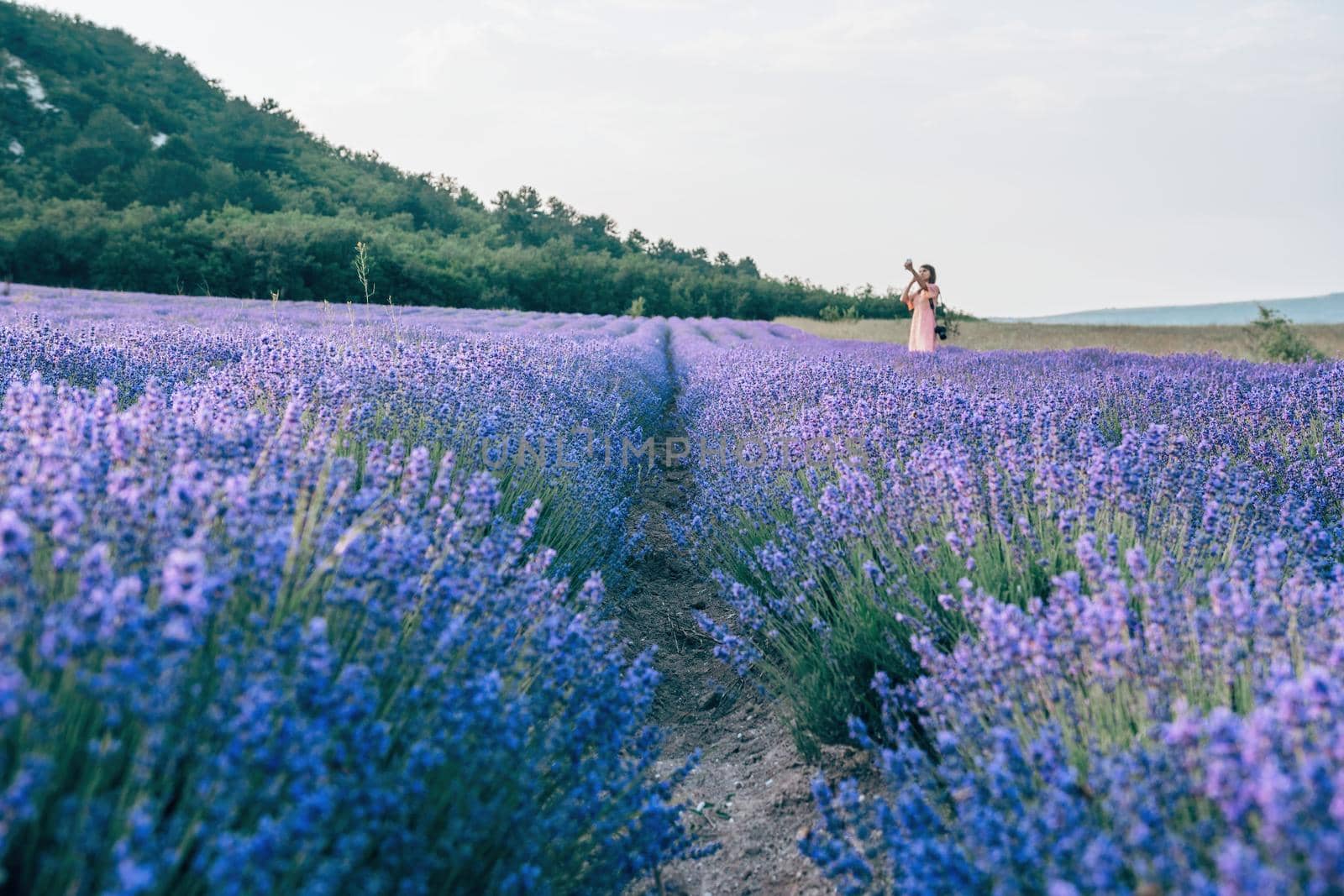 Close up Lavender flower blooming scented fields in endless rows on sunset. Selective focus on Bushes of Lavandula angustifolia purple aromatic flowers at lavender fields. Lavandula officinalis by panophotograph
