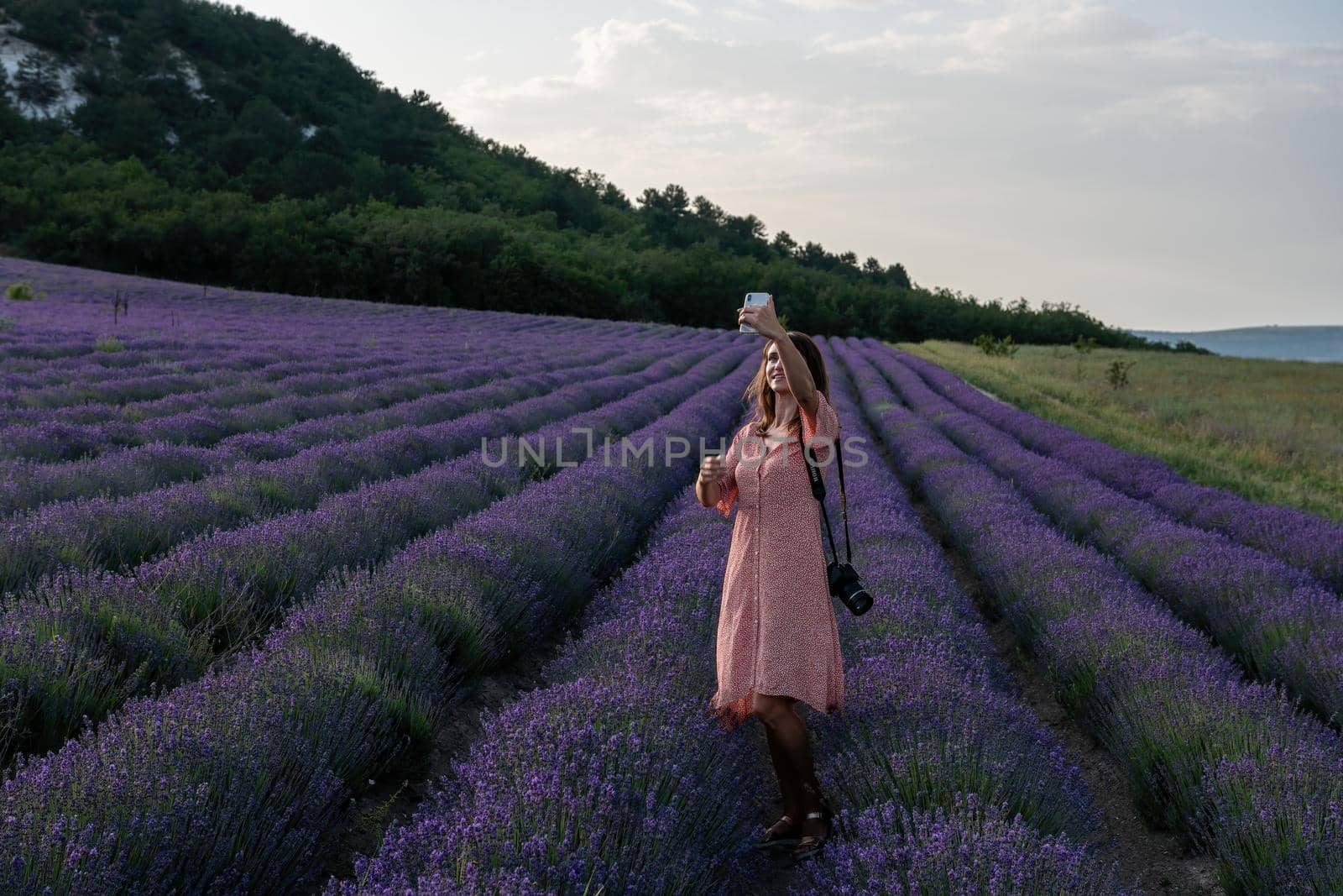 Close up Lavender flower blooming scented fields in endless rows on sunset. Selective focus on Bushes of lavender purple aromatic flowers at lavender fields by panophotograph