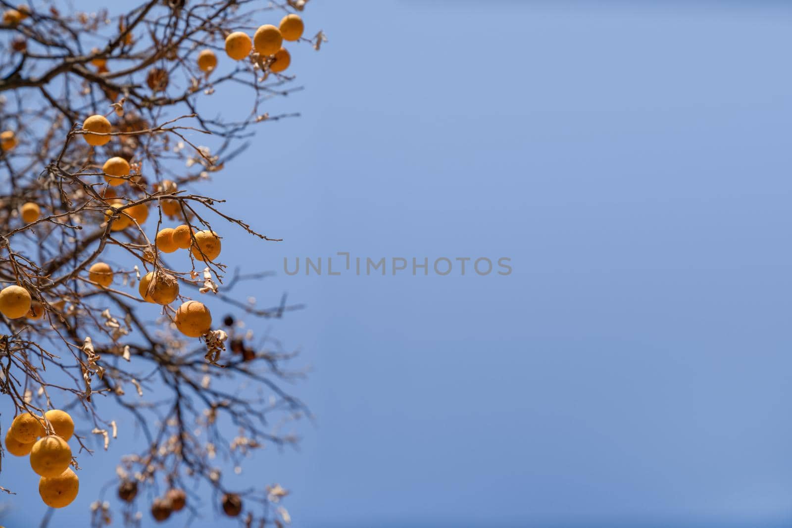 Orange fruits hang on dry branches without leaves against blue sky. Concept of diseases of citrus trees and poor ecology. by Laguna781