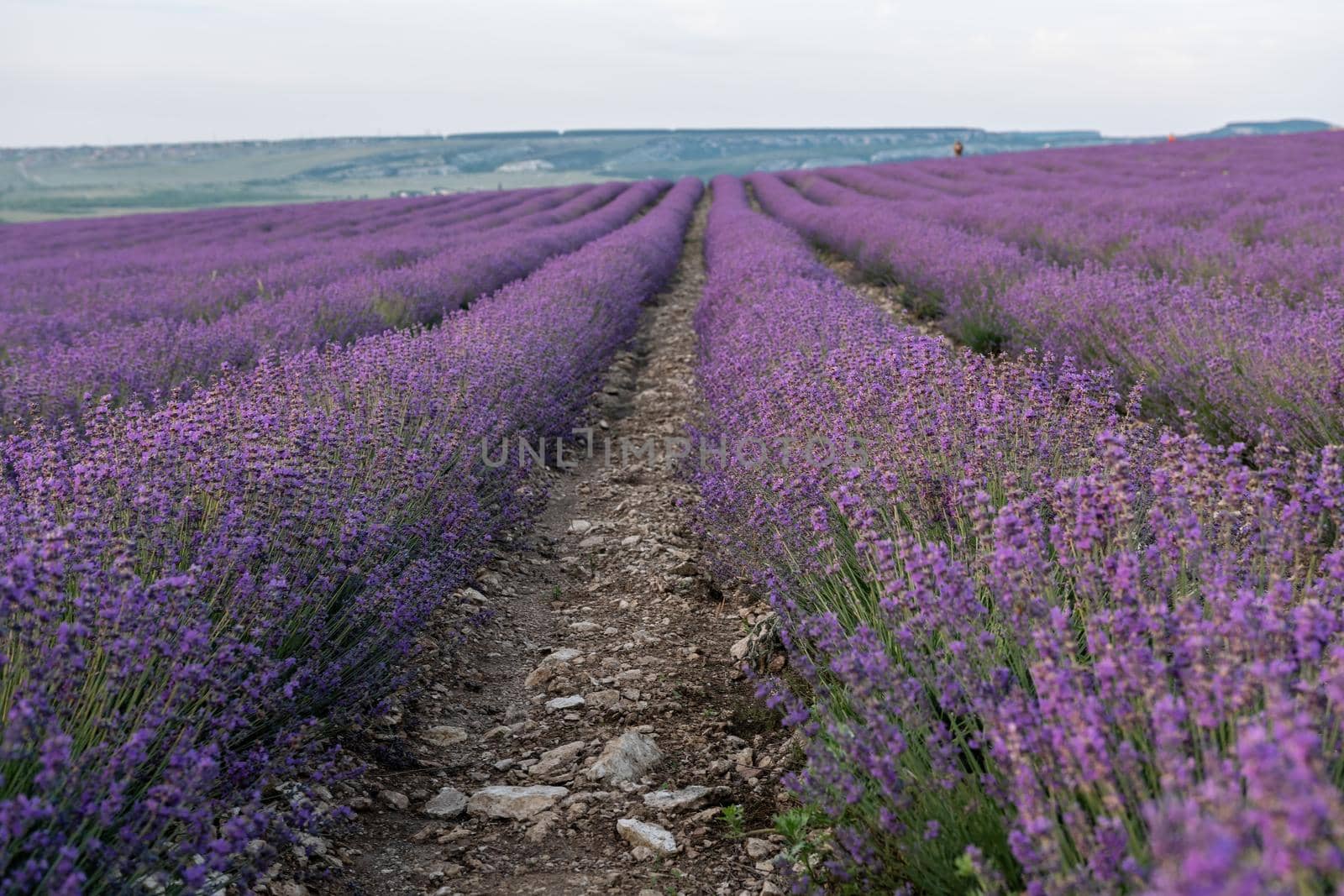 Lavender flower blooming scented fields in endless rows. Selective focus on Bushes of lavender purple aromatic flowers at lavender field. Abstract blur for background.