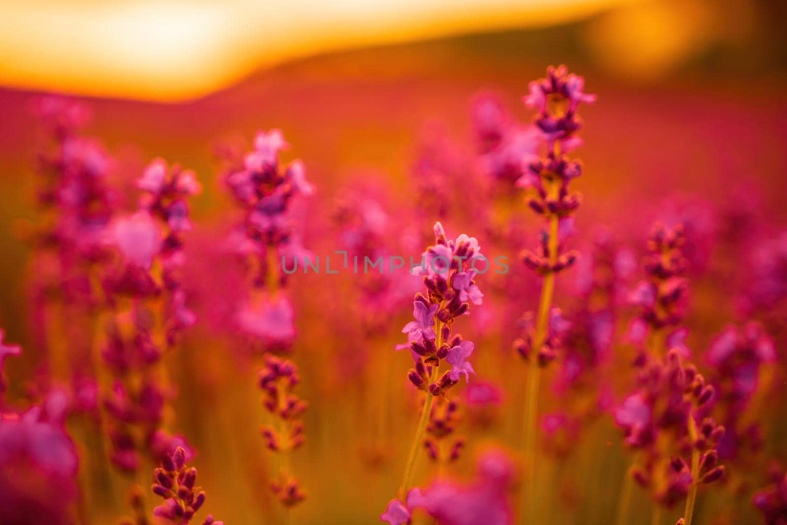 Lavender flower blooming scented fields in endless rows. Selective focus on Bushes of lavender purple aromatic flowers at lavender field. Abstract blur for background.