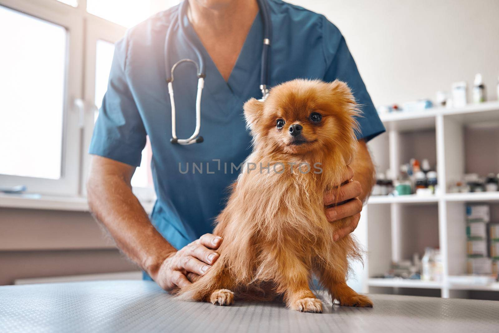 Cute patient. Male vet in work uniform holding little beautiful dog which is sitting on the table and looking at camera at veterinary clinic by friendsstock