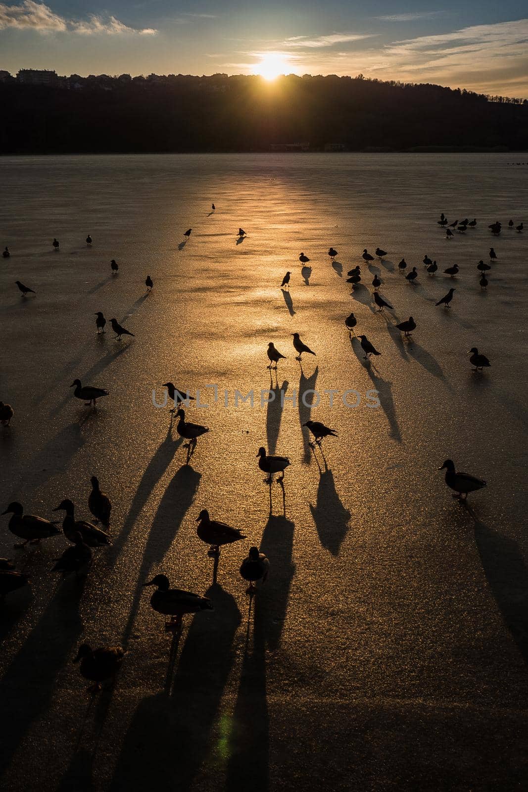 Silhouette of ducks over frozen lake ice during the sunrise. Birds on a lake in cold winter day. Ducks on the pond ice. by Gravika