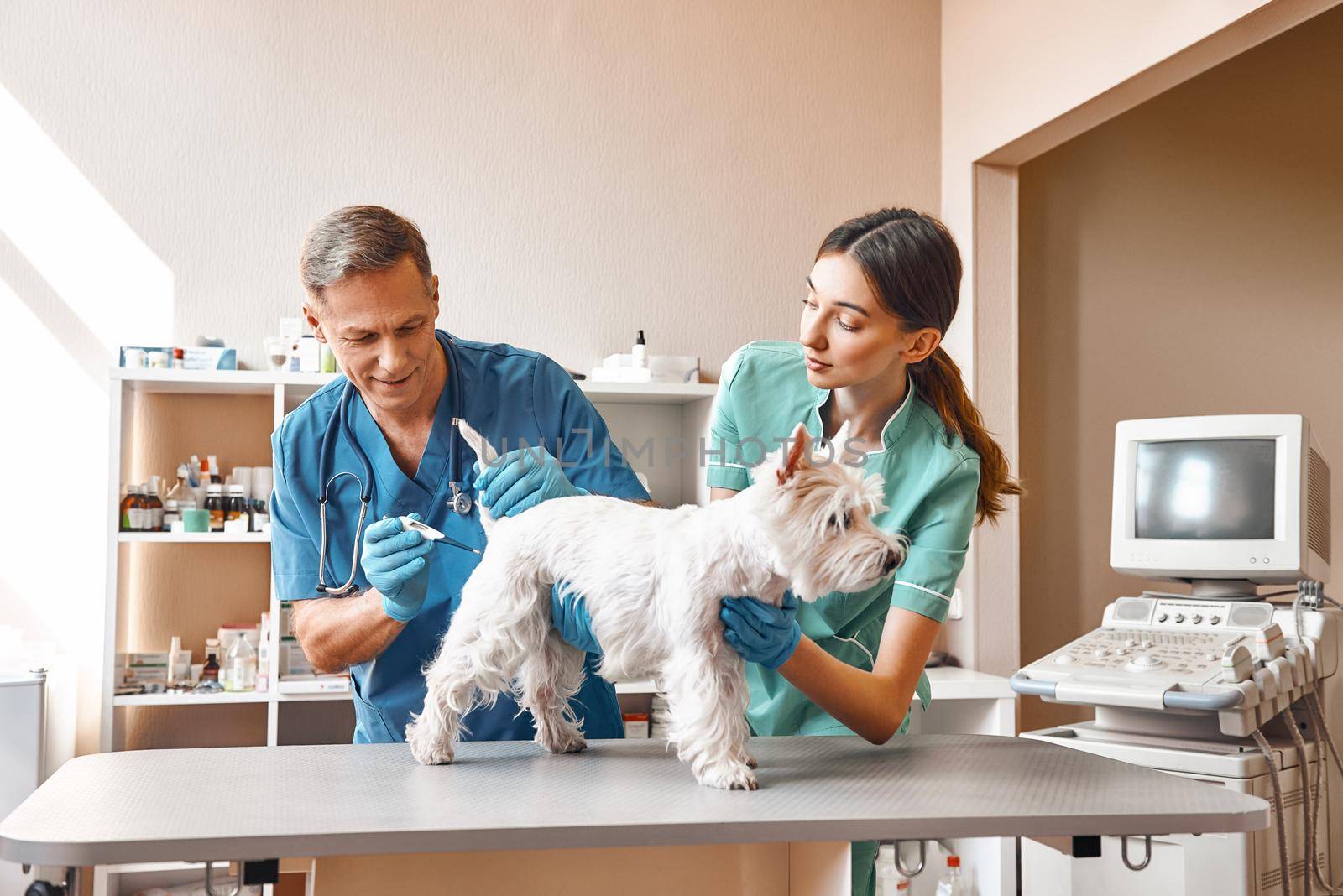 I also do not like this procedure. The veterinarian and his assistant keeping a small dog and measuring body temperature at the veterinary clinic. by friendsstock