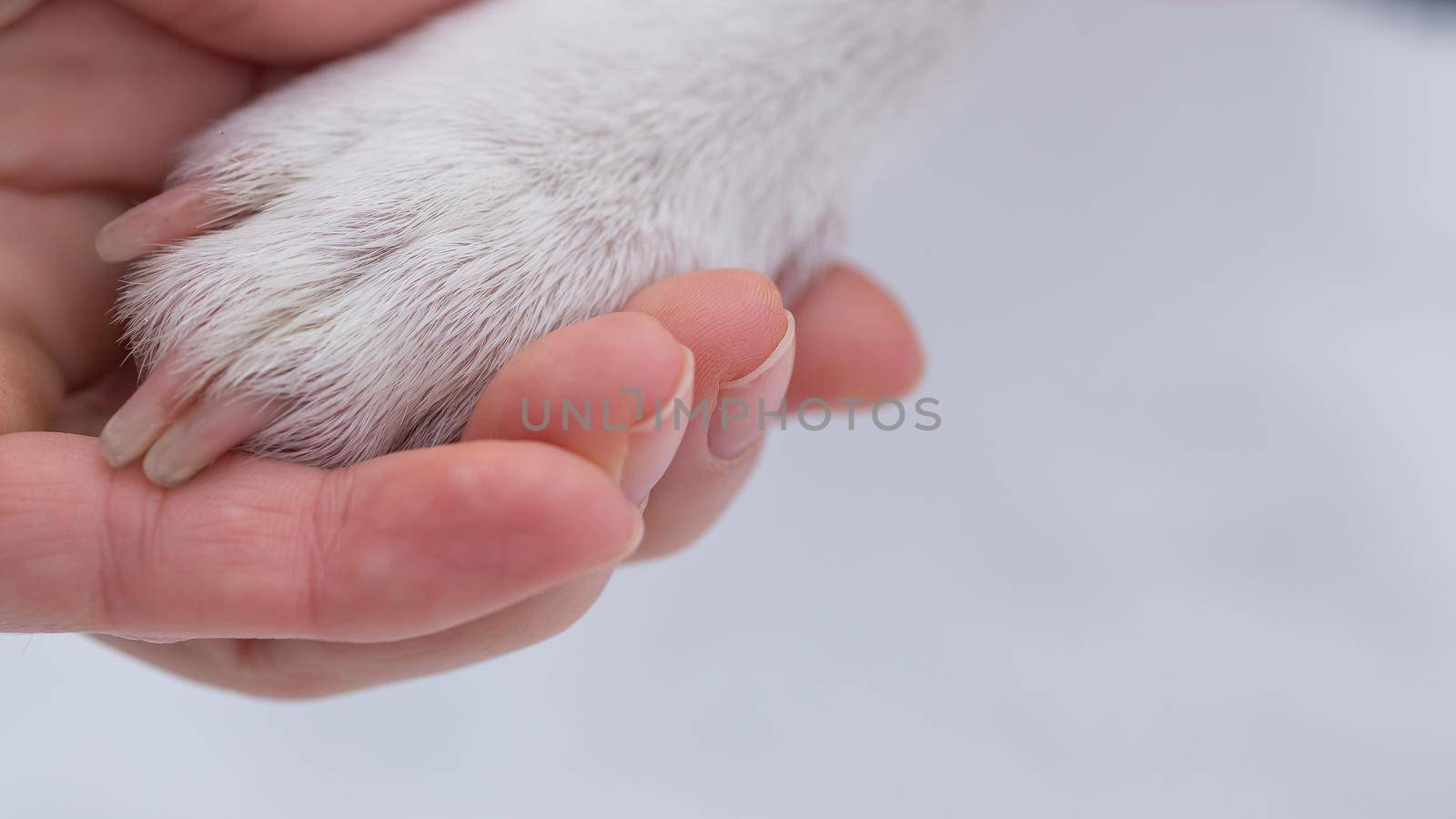 Close-up of a woman holding a dog by the paw
