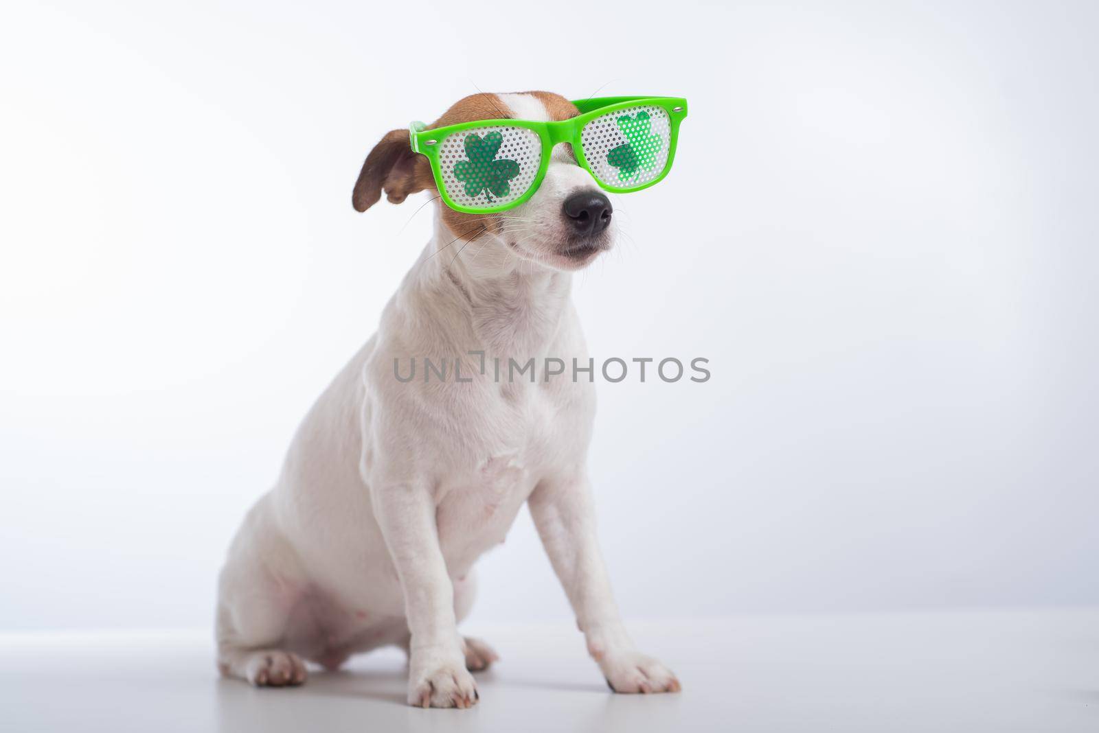 Portrait of a dog jack russell terrier in funny glasses on a white background. Saint patricks day holiday concept.
