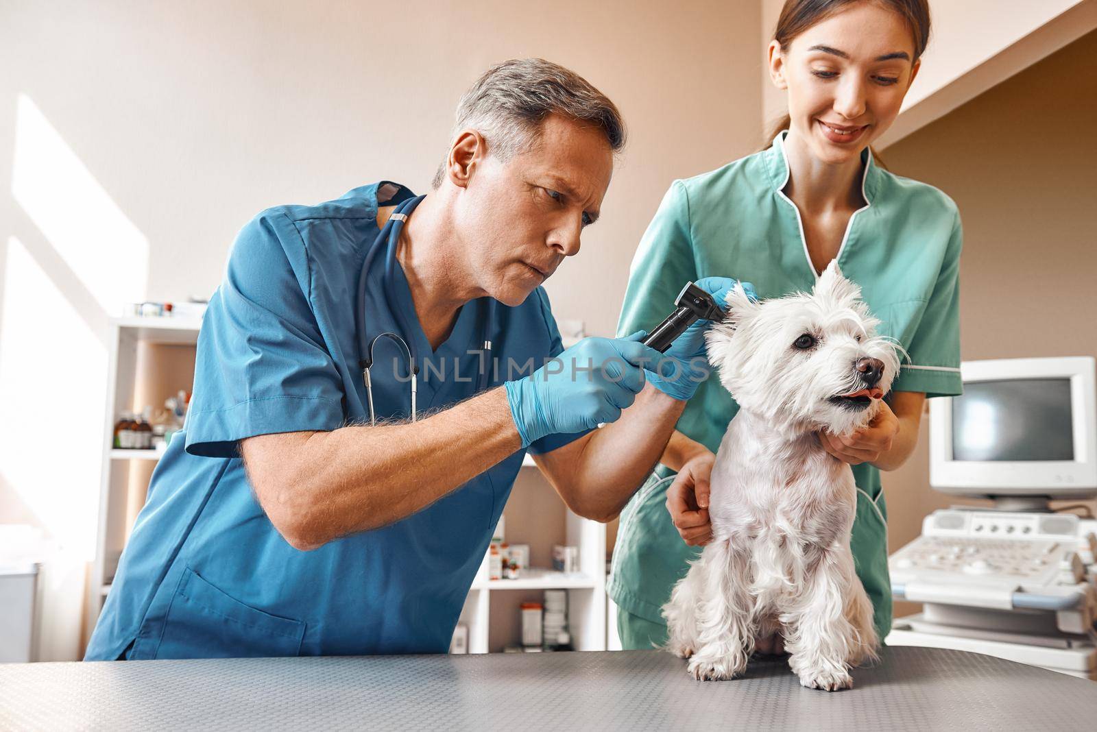 Do you hear me well A middle-aged vet checking dog's ears while his young female assistant is holding a patient and smiling. Vet clinic. Pet care concept. Vet clinic. Pet care concept. Medicine concept. Animal hospital
