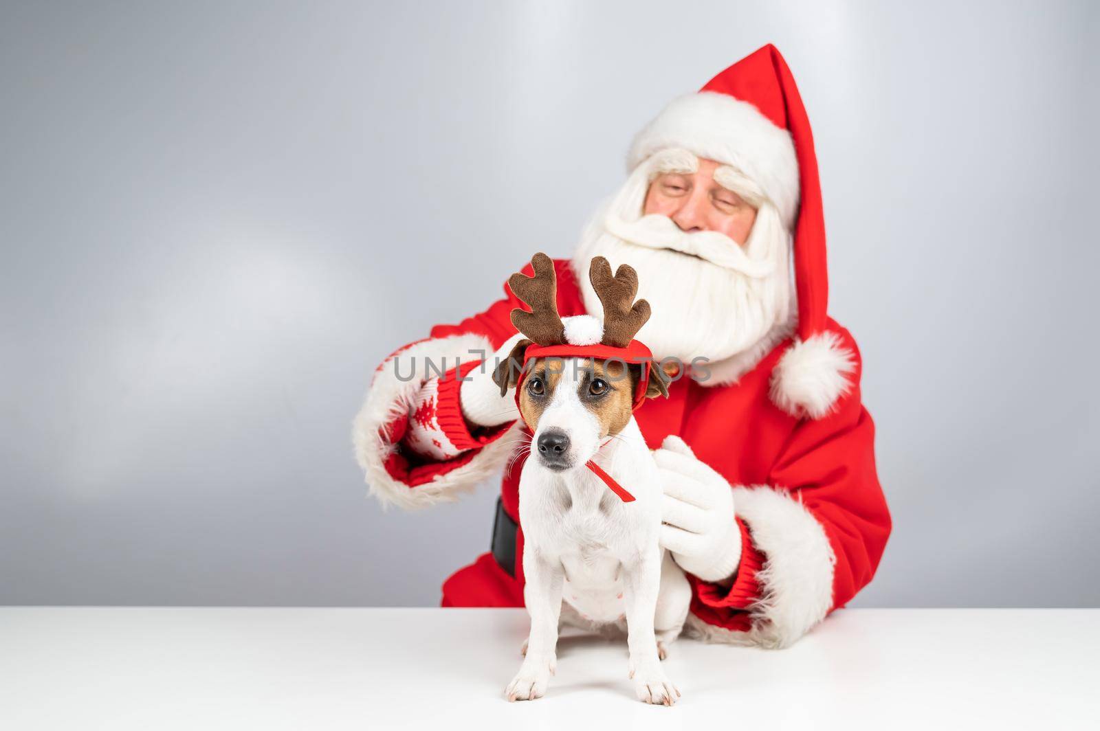 Santa claus and jack russell terrier dog dressed as a reindeer, santa's helper on a white background