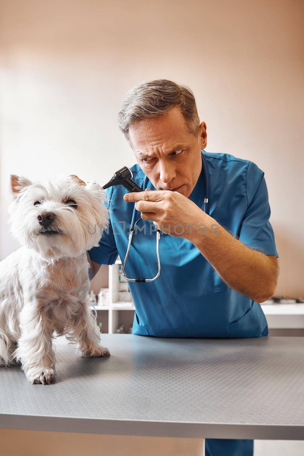 I need to check everything. Professional middle aged veterinarian in working wear is checking dog's ear at veterinary clinic. Pet care concept. Medicine concept. Animal hospital