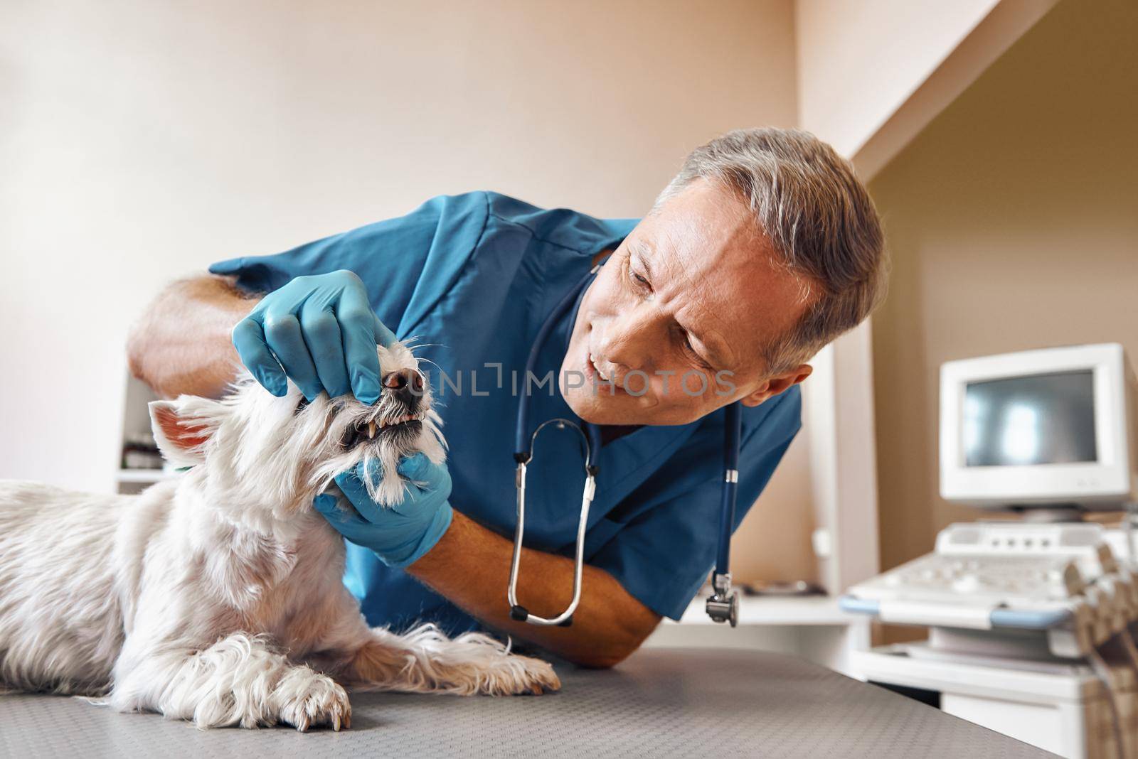 I won't hurt you. Kind veterinar checking teeth of a small dog lying on the table in veterinary clinic. Pet care concept by friendsstock