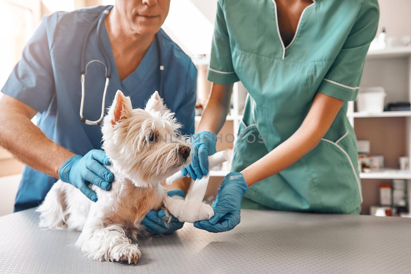 We are always here to help. A team of two veterinarians in work uniform bandaging a paw of a small dog lying on the table at veterinary clinic. by friendsstock