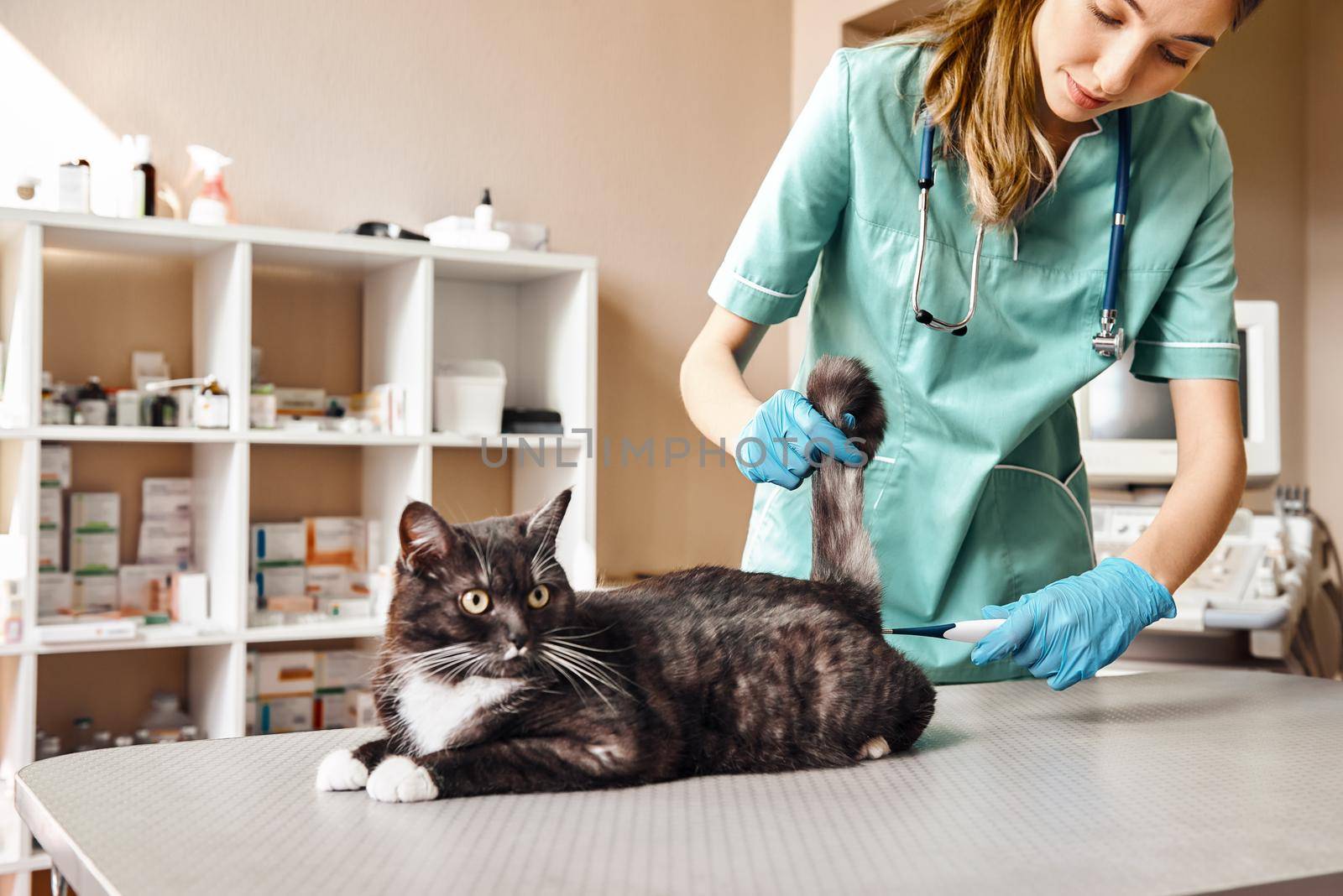 Unpleasant procedure. Young female veterinarian in work uniform measuring the temperature of a large fluffy cat lying on the table in veterinary clinic by friendsstock
