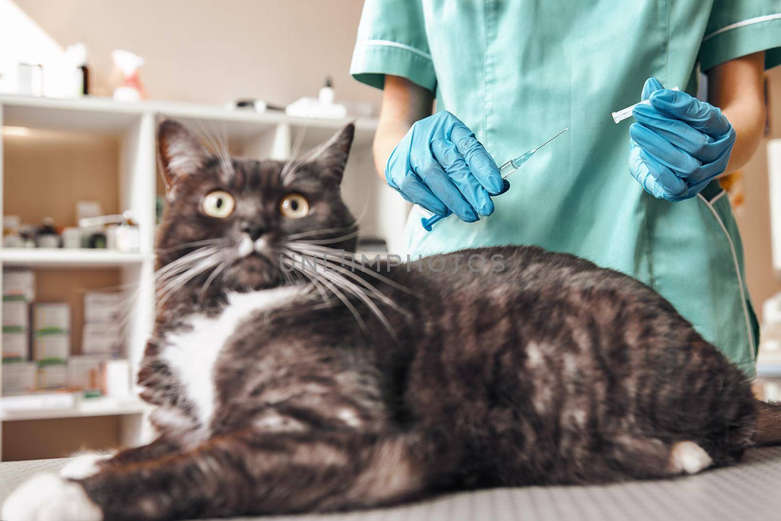 It's not scary Young female veterinarian in work uniform making an injection to a large black and fluffy cat lying on the table in veterinary clinic. Pet care concept. Medicine concept. Animal hospital