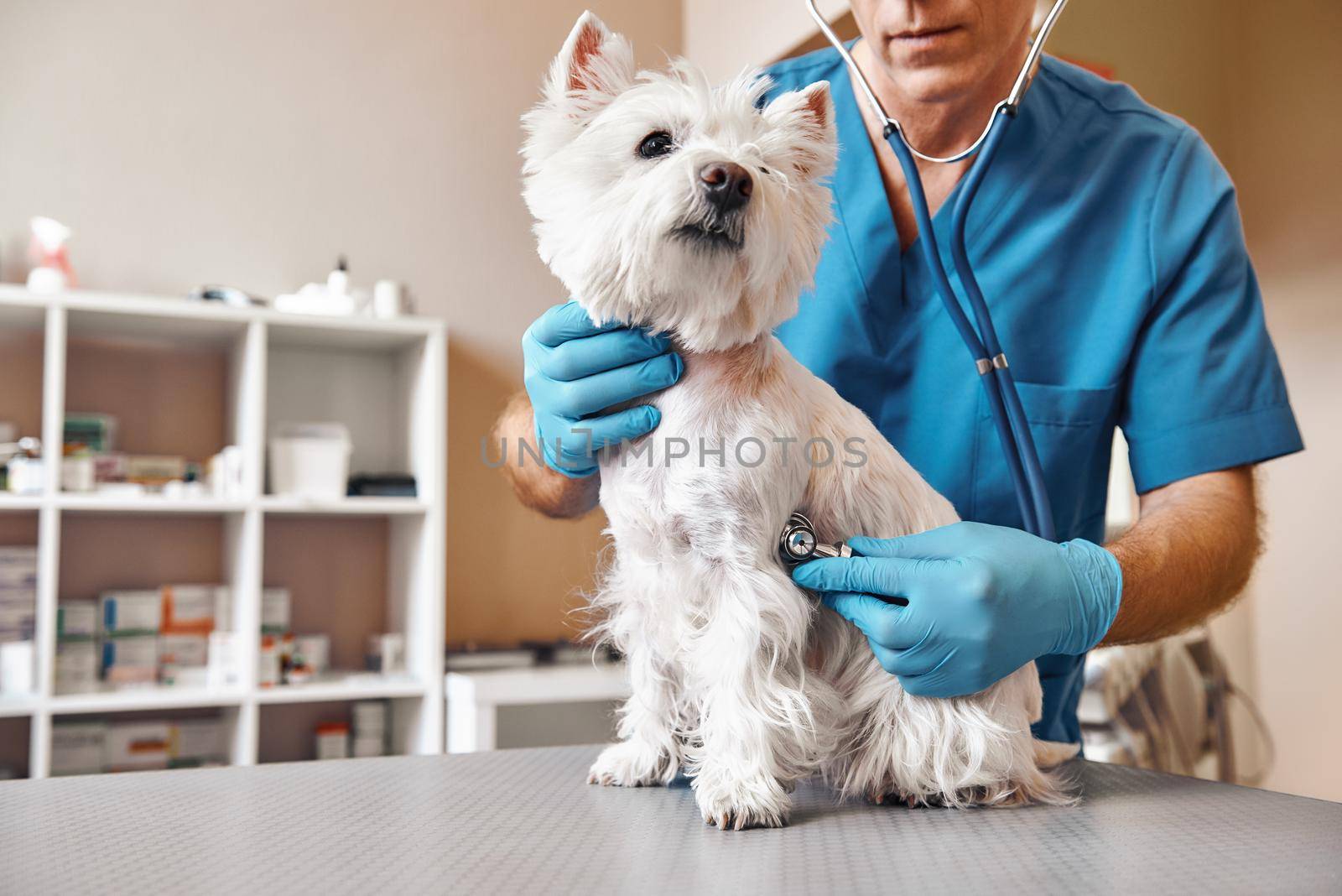 Checking the breath. Male veterinarian in work uniform listening to the breath of a small dog with a phonendoscope in veterinary clinic. Pet care concept by friendsstock