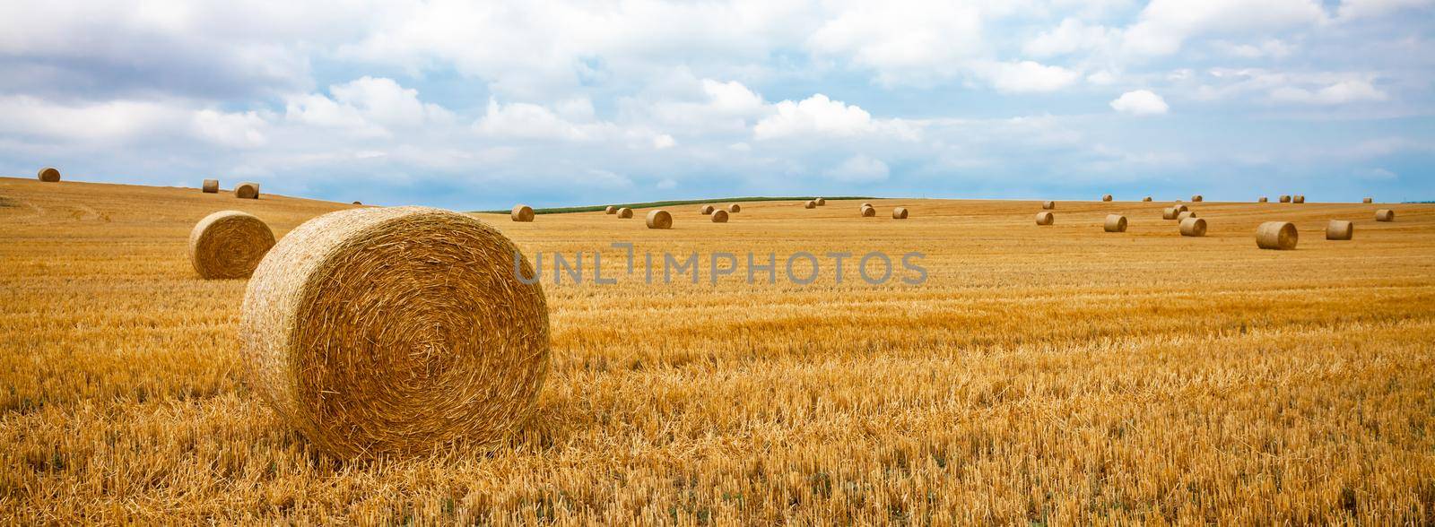 round bales of dry straw on agricultural land.