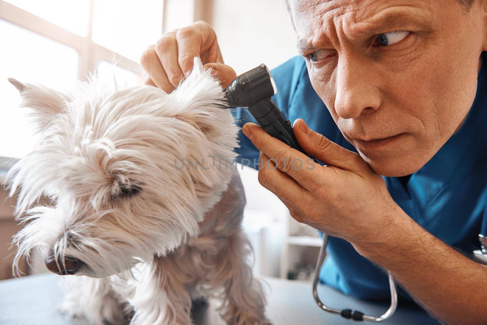 I have to be very attentive. Serious middle aged vet is checking dog's ear while working at veterinary clinic. Pet care concept. Medicine concept. Animal hospital