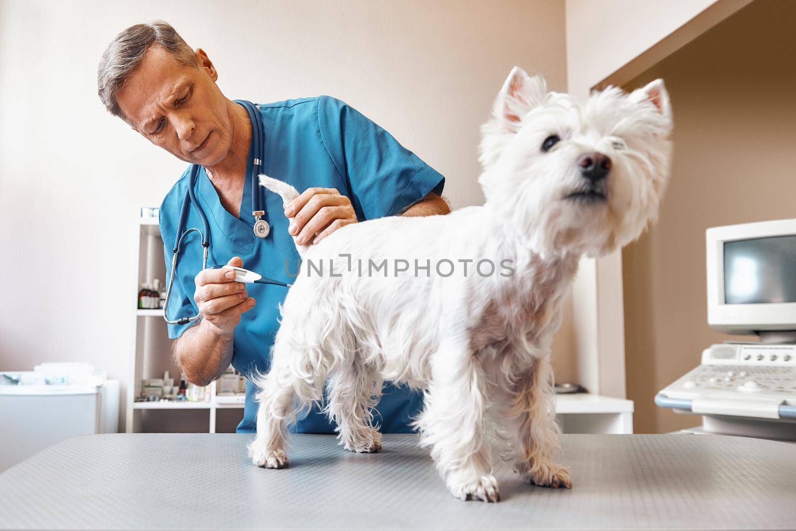 It will take a few minutes...Middle aged male vet in working wear is measuring body temperature of cute small dog at veterinary clinic. Pet care concept. Medicine concept. Animal hospital