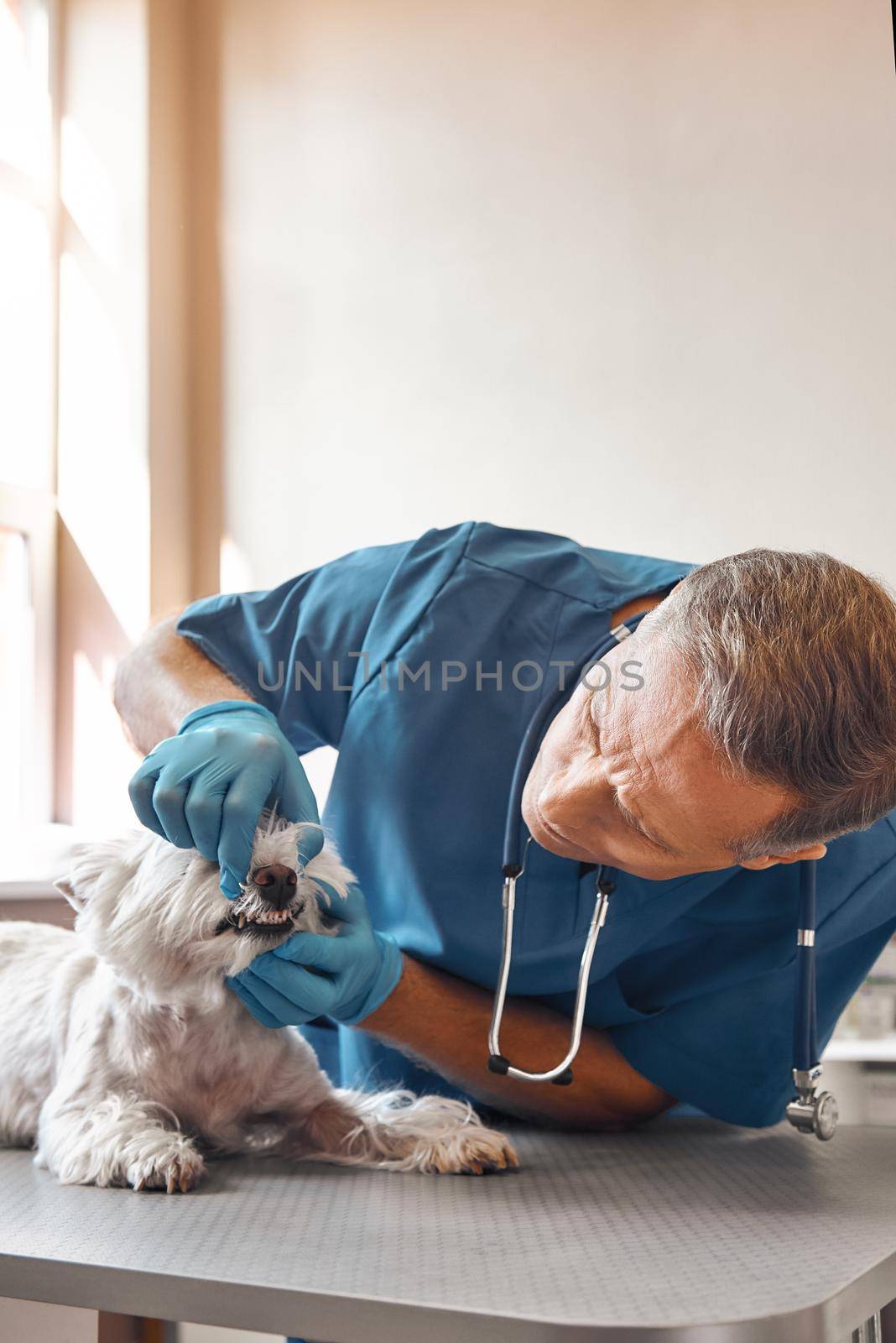 Just two minutes. Kind veterinarian in work uniform and protective gloves checking teeth of a small dog lying on the table in veterinary clinic. Pet care concept. Medicine concept. Animal hospital